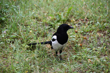 Fototapeta premium Magpie on a grass