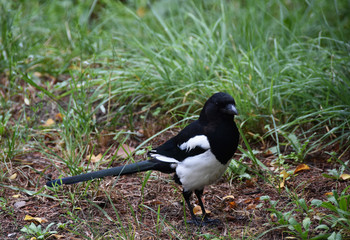 Magpie on a grass