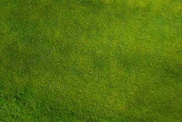 Trimmed green grass texture top view