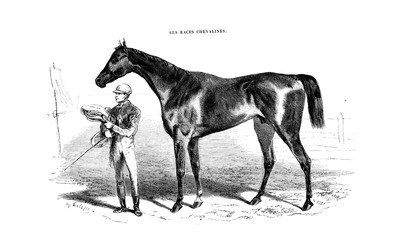 illustration of horse