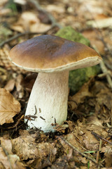 Fresh porcini mushroom, agriculture background. Beautiful brown boletus, cap. Wild penny bun, cep, porcino.