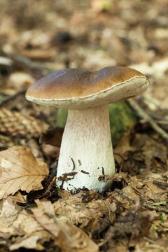 August porcini mushroom background, forest autumn food. Wild penny bun, cep, porcino.