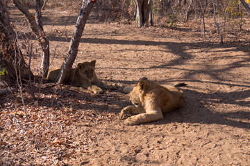 Lions in Zambezi National Park, Zimbabwe