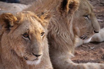 Lions in Zambezi National Park, Zimbabwe