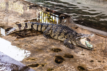 Money eating crocodile