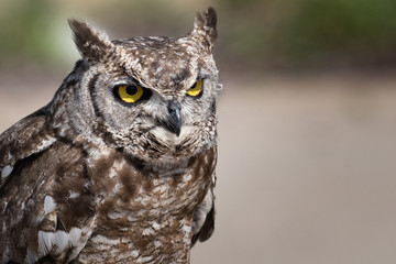 Great eagle owl (great horned owl). Bubo bubo. Strigidae family.