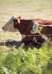 Mother cow with calf in meadow in summer.