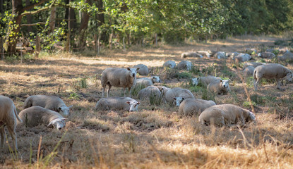 Herd of sheep in forest meadow on sunny summer day.