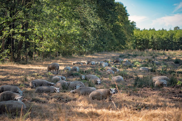 Herd of sheep in forest meadow on sunny summer day.