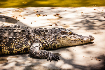 Fierce alligator close-up