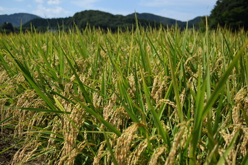 収穫前の稲穂