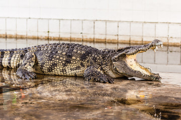 Crocodile with wide open mouth