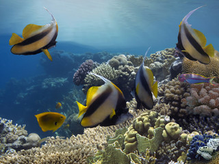 Fototapeta na wymiar Tropical fishes and corals reef in ocean