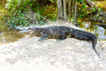 American Alligator in Florida Wetland. Everglades National Park in USA.