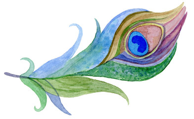 Watercolor peacock feather illustration.