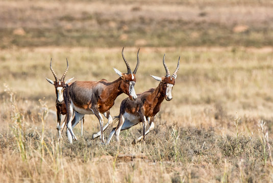 Blesbok Antelope
