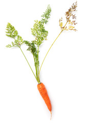 Fresh ripe carrots on a white background