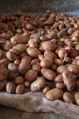 Potato harvest in the cellar as a background
