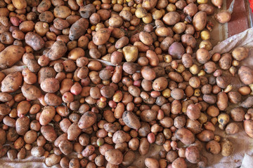 Potato harvest in the cellar as a background