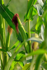 Obraz premium Corn on a plant in the garden