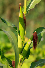 Corn on a plant in the garden