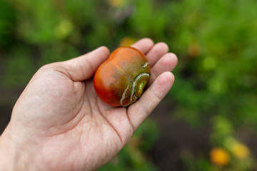 Ripe tomato in hand in the garden