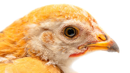 Portrait of an orange chick on a white background