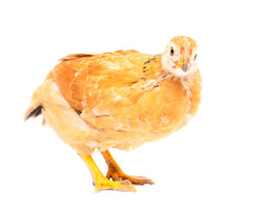 Portrait of an orange chick on a white background
