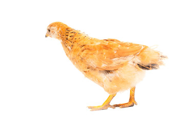 Portrait of an orange chick on a white background