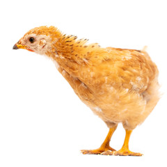 Portrait of an orange chick on a white background