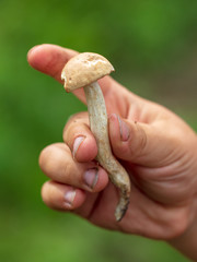 Edible wild mushroom in the boy's hand