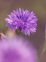 Beautiful violet flower growing in the park