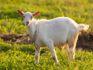 White goat grazing on green grass outdoors