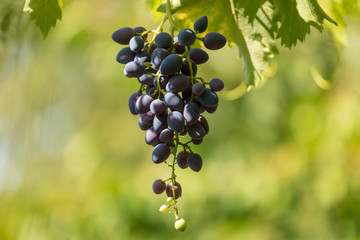 Ripe bunch of grapes in the garden