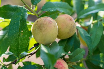 Peach on the branches of a tree