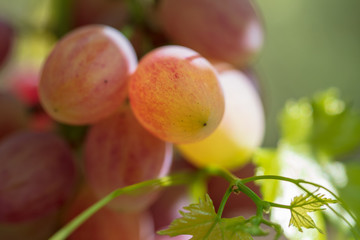 Ripe bunch of grapes in the garden