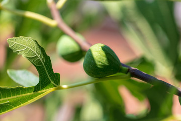 Fig on the branches of a tree