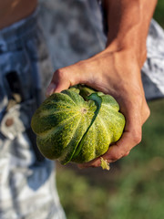 Melon in the hand of a man in the garden