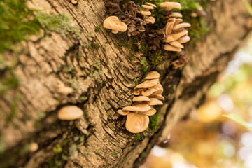 Inedible mushrooms on a tree in autumn
