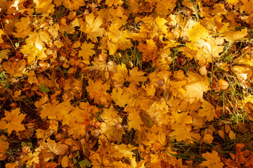 Leaves on the ground in autumn as a background