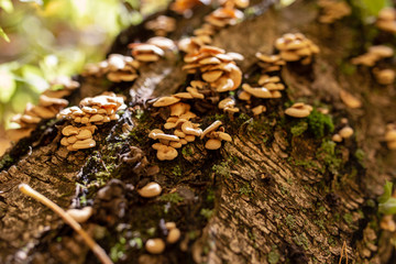 Inedible mushrooms on a tree in autumn
