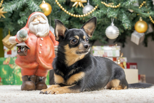 Chihuahua puppy under the New Year tree protects gifts