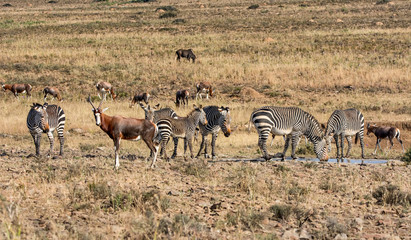 Fototapeta na wymiar Zebra and Blesbok