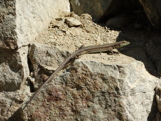 Lizard warms himself in the sun