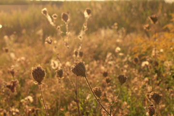 Green planet nature flower