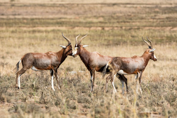Naklejka na ściany i meble African Blesbok Antelope