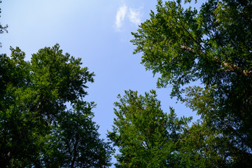 Blick auf Bäume und Himmel