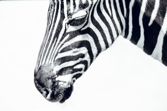zebra head in white background