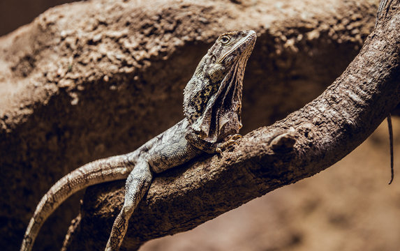 Beautiful lizard lying on tree