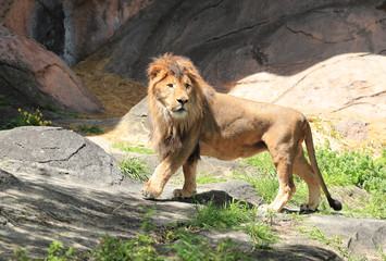 ライオン のストック写真 ロイヤリティフリーの画像 ベクター